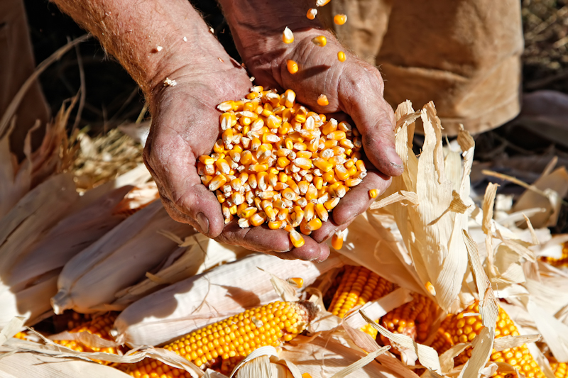 Как получить 10 т/га кукурузы в сухом весе