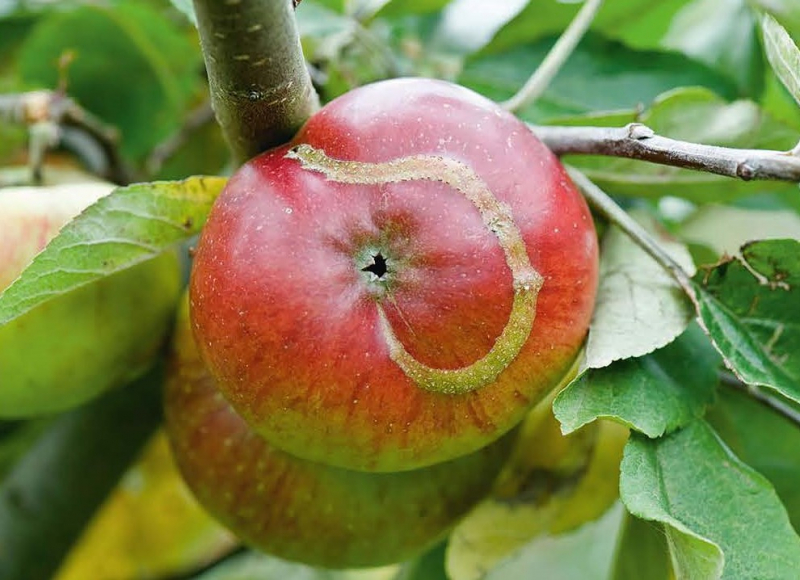 Вредители плодов: описание и меры защиты