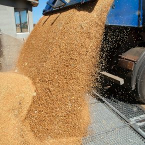 В ВАР объяснили, почему прыгнули цены на аграрную продукцию