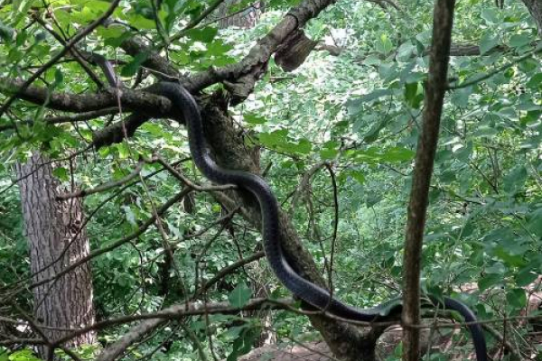 Отдыхатель неподалеку от Джуринского водопада наткнулся на двухметровую змею