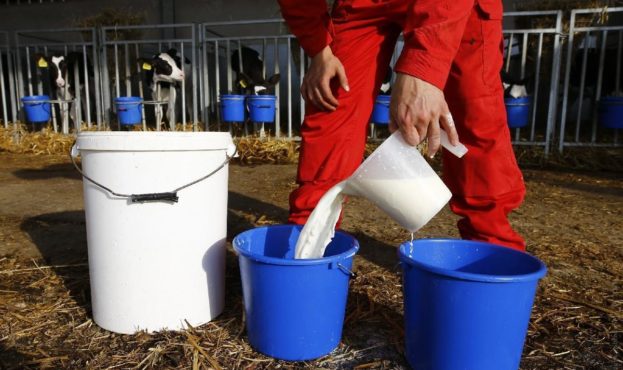 Фермеры, массово выливают молоко в канализацию В связи с угрозой массового перепроизводства молока правительство Японии не исключает, что молоко придется утилизировать. Ожидается, что впервые с 2006 года Японии придется сливать молоко в канализацию.</strong></em></p>
<p style=