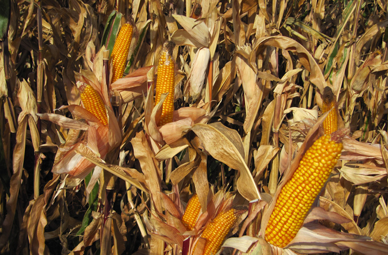 Как сэкономить на сушке кукурузы