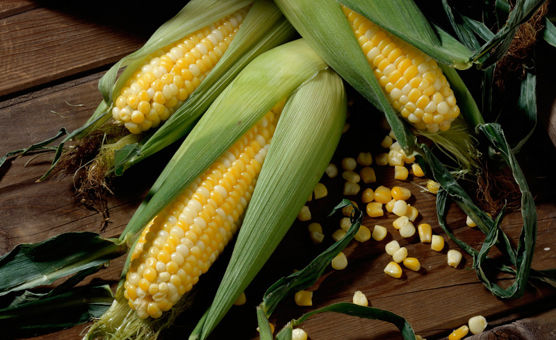 Правильный выбор гибридов кукурузы
