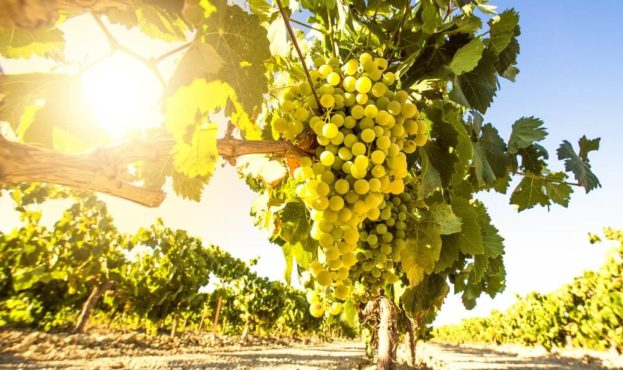 Селекционеры вывели два новых сорта винограда