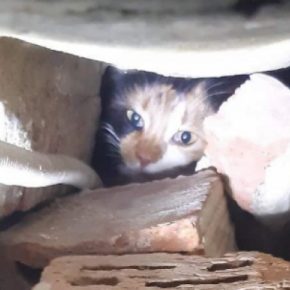 В Тернополе в школе живьем замуровали кошку с котятами