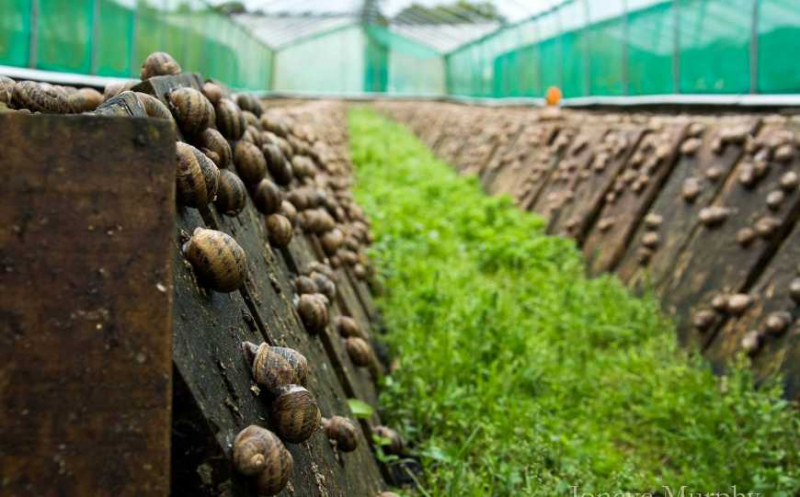 В Украине закрылось около 500 улиточных ферм