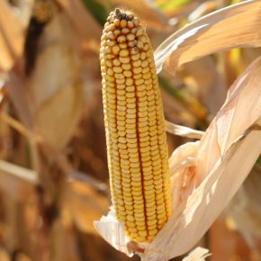 Гибриды кукурузы и современные технологии селекции