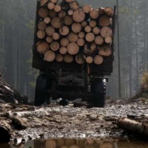 В Тернопольской области предприятие оплатило более 1 млн. грн. за незаконную вырубку деревьев