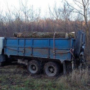 В Тернопольской области будут судить мужчину за незаконную вырубку деревьев