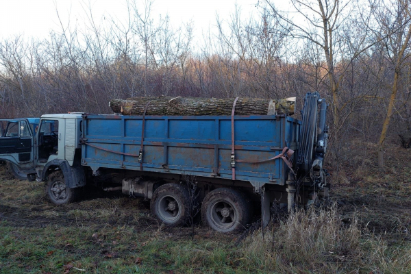 На Тернопольщине будут судить мужчину за незаконную вырубку деревьев
