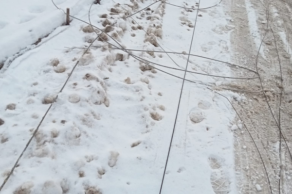 На Тернопольщине ветер повалил дерево на дорогу