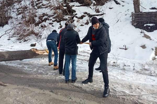 На Тернопольщине ветер повалил дерево на дорогу
