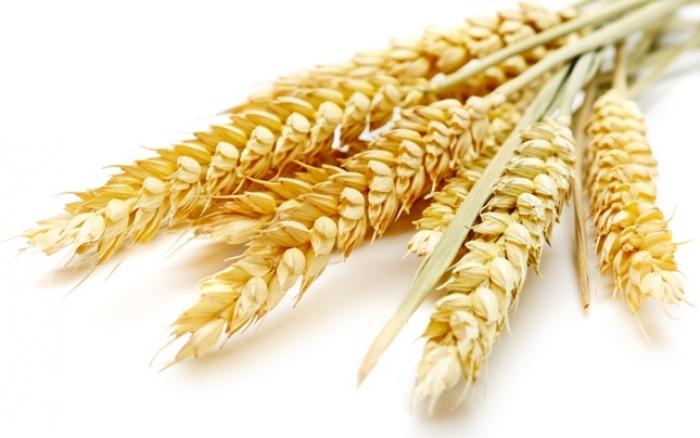 Пшеница твердая озимая: самые распространенные сорта