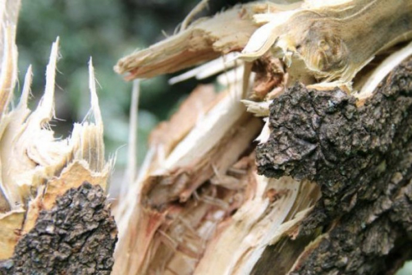 В Бильче-Золотом на 35-летнего лесоруба упало дерево. Муж погиб