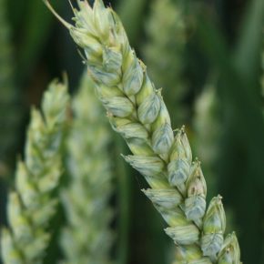 Выращивание качественного зерна твердой озимой пшеницы в Украине.