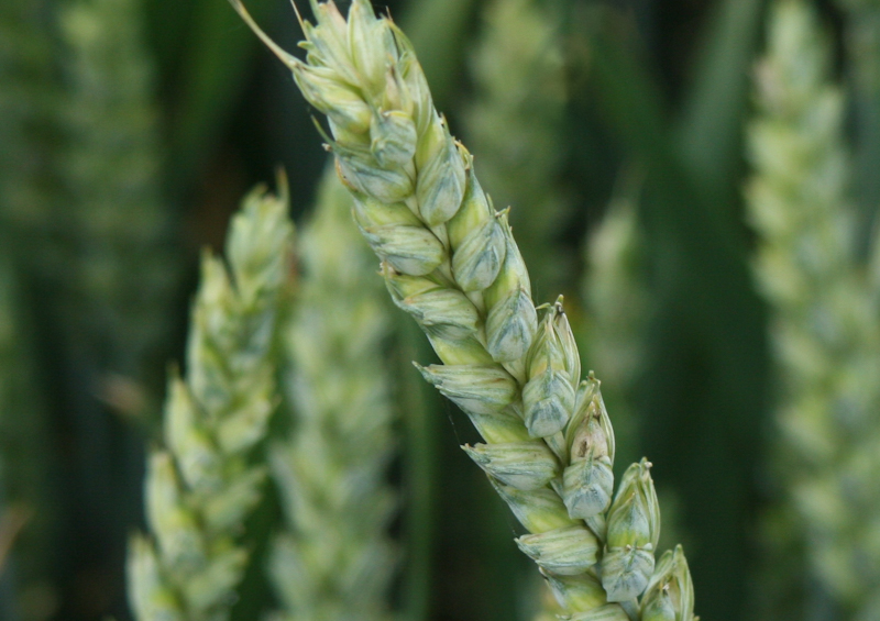 Выращивание качественного твердой озимой пшеницы в Украине
