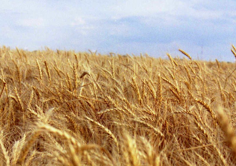 Выращивание качественного зерна в Украине