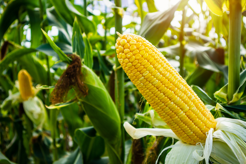 Что нужно учитывать, выбирая посевной материал кукурузы