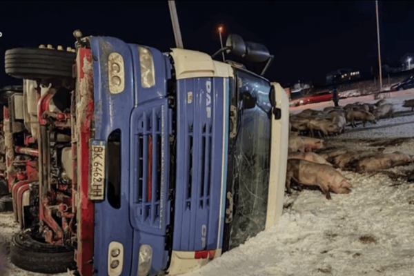 В Кременце перевернулся грузовик с свиньями (ВИДЕО)