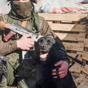 Четвероногий друг солдата