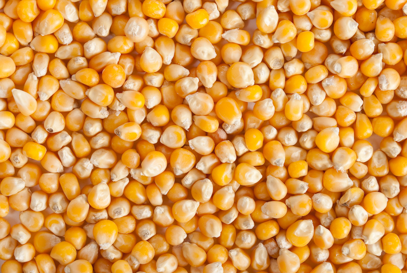 Украина возобновила экспорт кукурузы