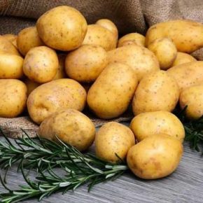 Во Львовской области впервые будут выращивать французский картофель