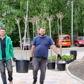 28 катальп бегнониевидных Нана Штамб высадили в Варшавском микрорайоне Тернополя