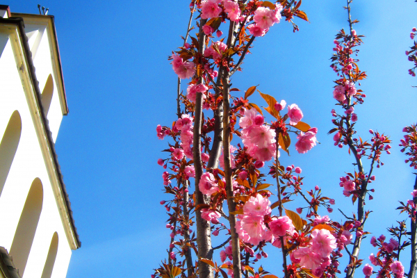 И в Теребовле в эту военную весну таки зацвели восточные деревья ; сакуры