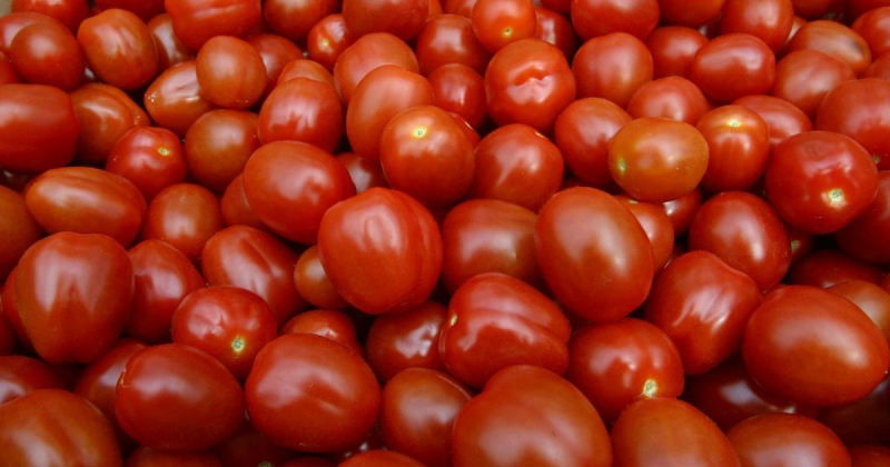 Фермеры из Мелитополя тоннами выбрасывают помидоры