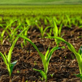 Инновационное выращивание кукурузы и подсолнуха на орошении.