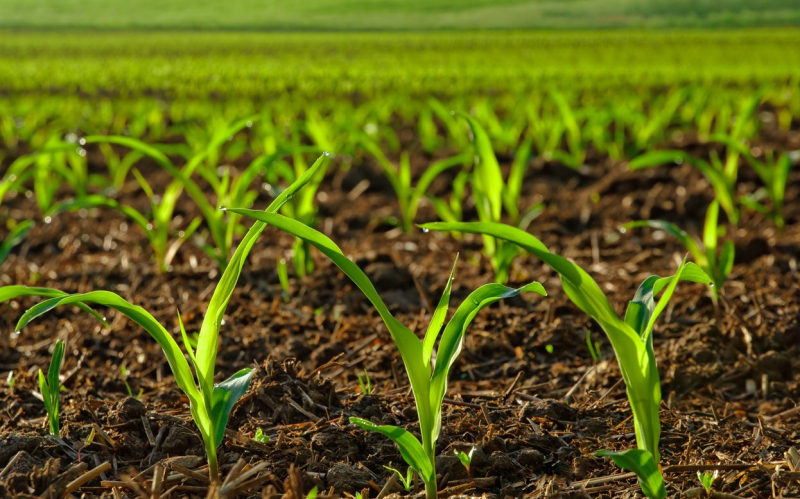 Инционное 



























 Кукуруза и подсолнух является одним из главных источников кормовых и продовольственных ресурсов, что обусловлено ценными свойствами зерна и листостебельной массы, универсальностью использования для животноводства, птицеводства, а также промышленной переработки, в том числе альтернативных видов топлива.</strong></em></p>
<p>Культура интенсивного типа с соблюдением всех агротехнических требований выращивания способна формировать высокие урожаи. В период хранения, приходящийся на осенние месяцы, в большинстве случаев зерно характеризуется повышенной влажностью, что требует дополнительных затрат на его гарантированное хранение. Кроме того, биологические особенности кукурузы и подсолнуха нуждаются в учете более широкого круга характеристик гибридов. В частности, посевной подсолнечник в зависимости от группы спелости, существенно отличаются по сроку созревания, продуктивности, влажности зерна и, как следствие, отличаются по энергоемкости технологиями его доработки и хранения.</p><!-- adman_adcode (middle, 1) --><script async src=