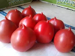 На Закарпатье созрели помидоры с пипками