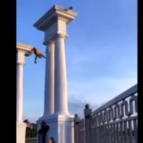 В Тернополе пьяный мужчина вылез на колонну возле пруда и прыгнул с нее в воду.