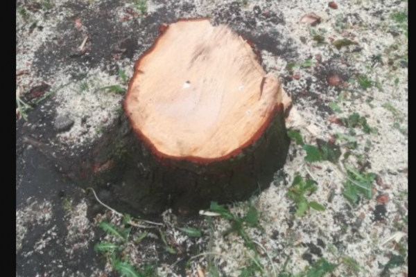 В Тернополе срезали 11 здоровых деревьев на нужду благоустройства