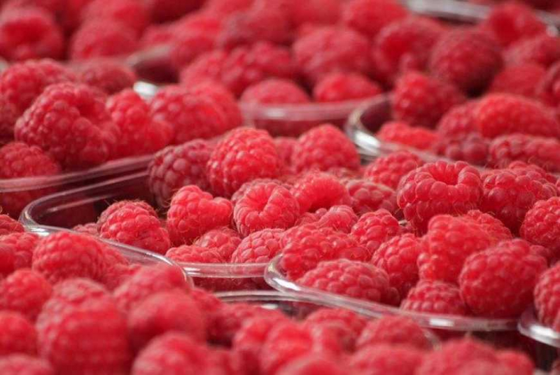 В Украине стартовал сезон малины: сколько стоит ягода