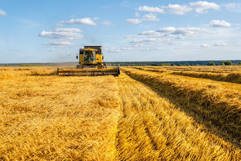Фермер из Запорожья рассказал, за сколько можно продать пшеницу в области