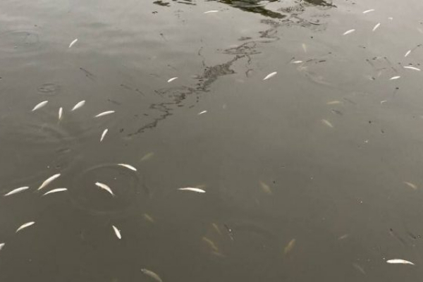 На Тернопольском пруду проплыли около сотни мальков рыб (Видео)