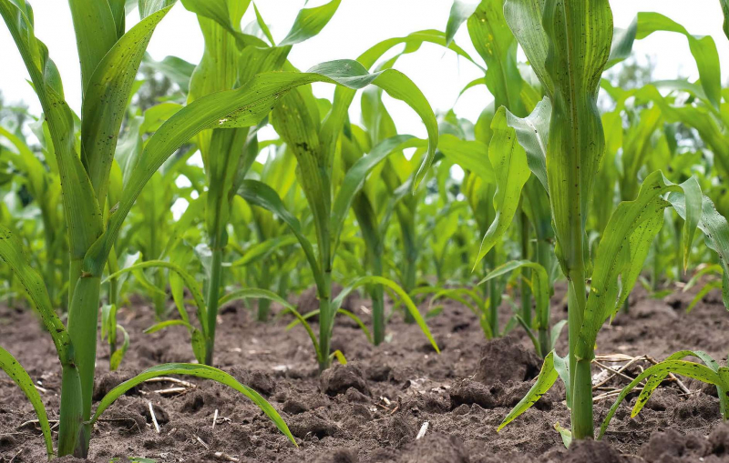 Подкормка посевов кукурузы