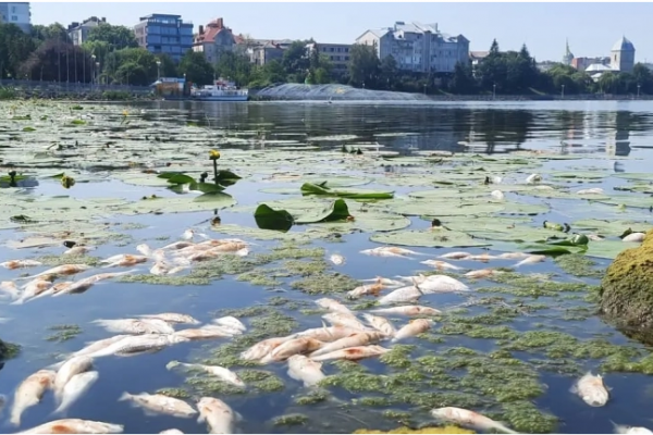 В Тернополе на пруду массово гибнет рыба: вонь на весь город