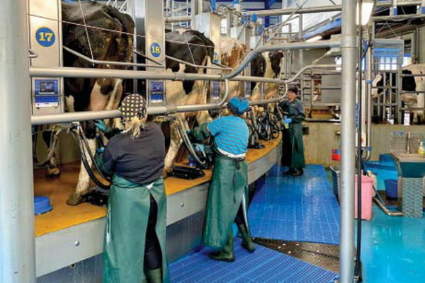 «Бучачагрохлебпром» планирует доить до 40 л молока в день от коровы