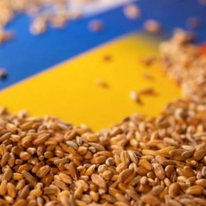 Индекс цен ФАО на зерновые снизился за месяц более чем на 11%