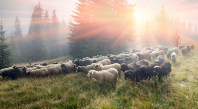 Казахстан будет развивать овцеводство на Закарпатье