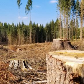 В Тернопольской области незаконно вырубали деревья в лесонасаждениях «Львовской железной дороги»