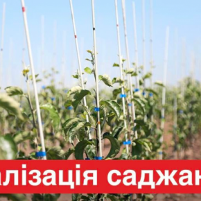ФГ «Гадз» реализует высококачественные саженцы плодовых деревьев и смородины.