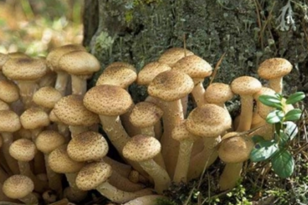 На Тернопольщине отец и дочь отравились грибами