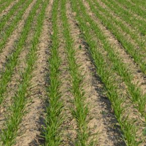 Особенности гербицидной защиты озимой пшеницы в начале вегетации