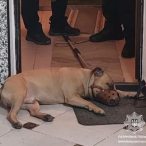 В Тернополе пес покусал своих хозяев