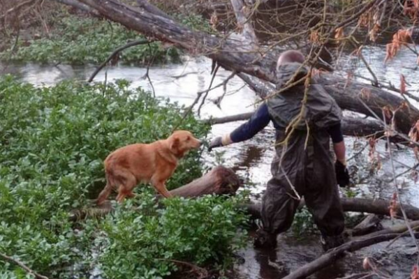 У Тернополя собака застряла на острове без еды