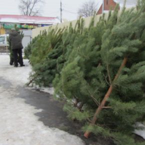 Уже известно, когда и где в Тернополе будут продавать елки