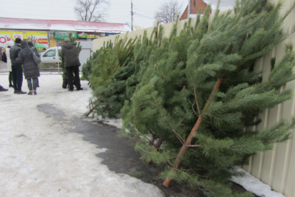 Уже известно, когда и где в Тернополе будут продавать елки